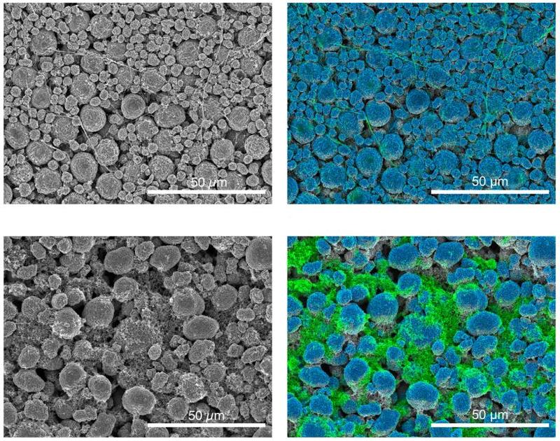 Four seperate tiles of 50um magnification of the samples