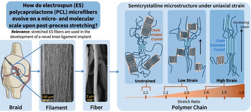 A montage of the process taking a human knee as its example
