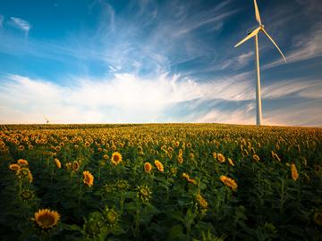 A wind turbine sited in a field of sunflowers
