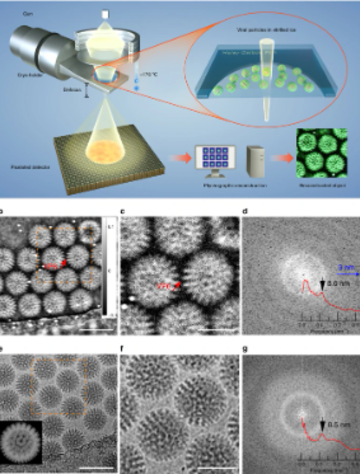 cryo pytchographic configuration and reconstruction of rotavirus dlps