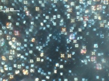 Transmission optical micrograph of a thin film polymer-dispersed liquid crystal device Transmission optical micrograph of a thin film polymer-dispersed liquid crystal device