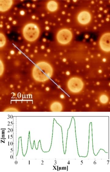 PS/PMMA phase-separated thin film imaged with AFM