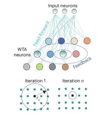 Schematic of a self organised map showing input neurons and WTA neurons connections through feed-forward and feedback